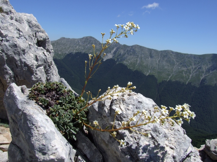 Saxifraga callosa / Sassifraga meridionale